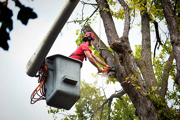 Reliable Wickerham Manor Fisher, PA Tree Service Solutions